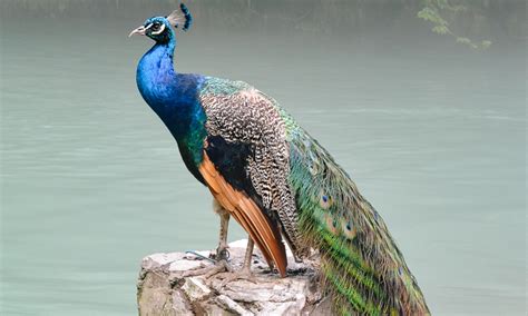 peacock意思